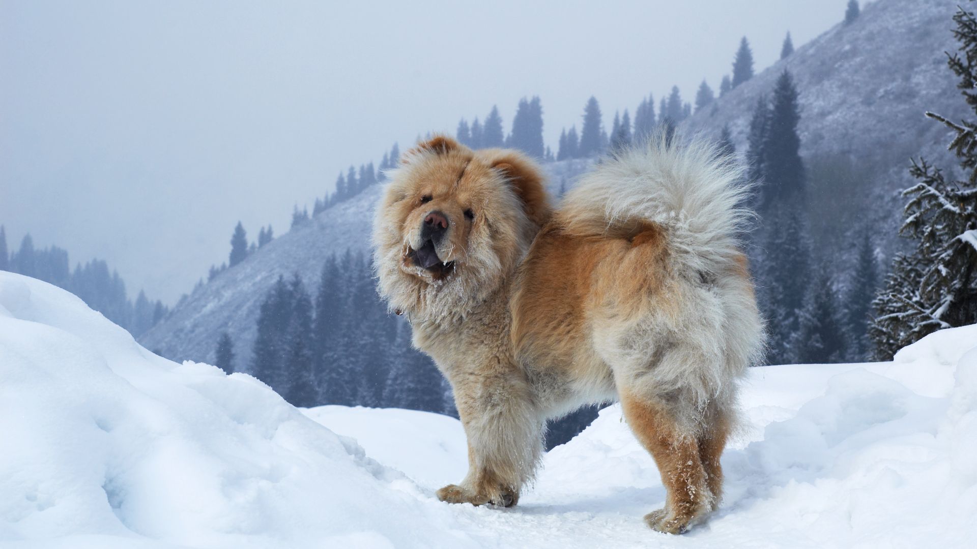 chow chow in a alpine snowy scene