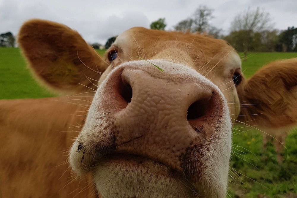 A brown cow.