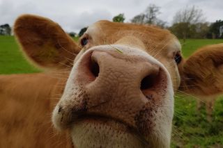 A brown cow.