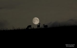Deer Under Harvest Moon Ireland