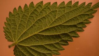 Nettle leaf show with normal Adaptalux lighting set-up