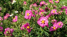 A mass of cistus plants with pink flowers and yellow centers