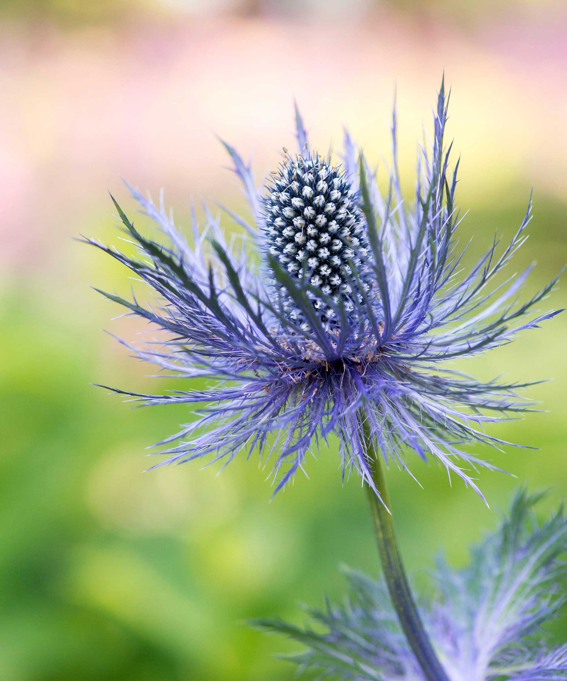 Cutting garden flowers: 21 top choices for stunning displays | Gardeningetc