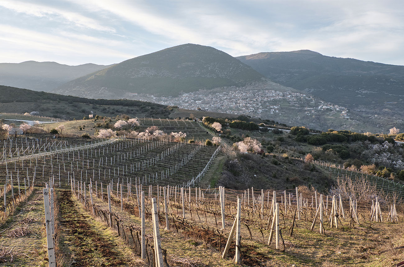 Thymiopoulous vineyards with Rapsani village in view