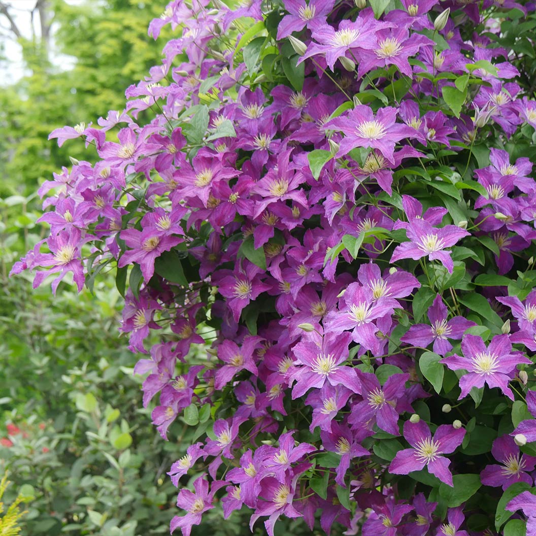 Proven Winners&amp;reg; Jolly Good&amp;trade; Clematis Vine