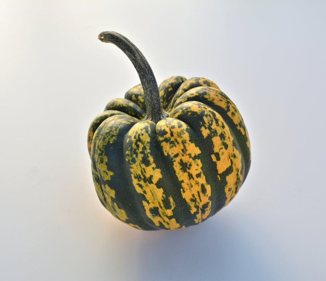 Single Yellow-Green Sweet Dumpling Acorn Squash