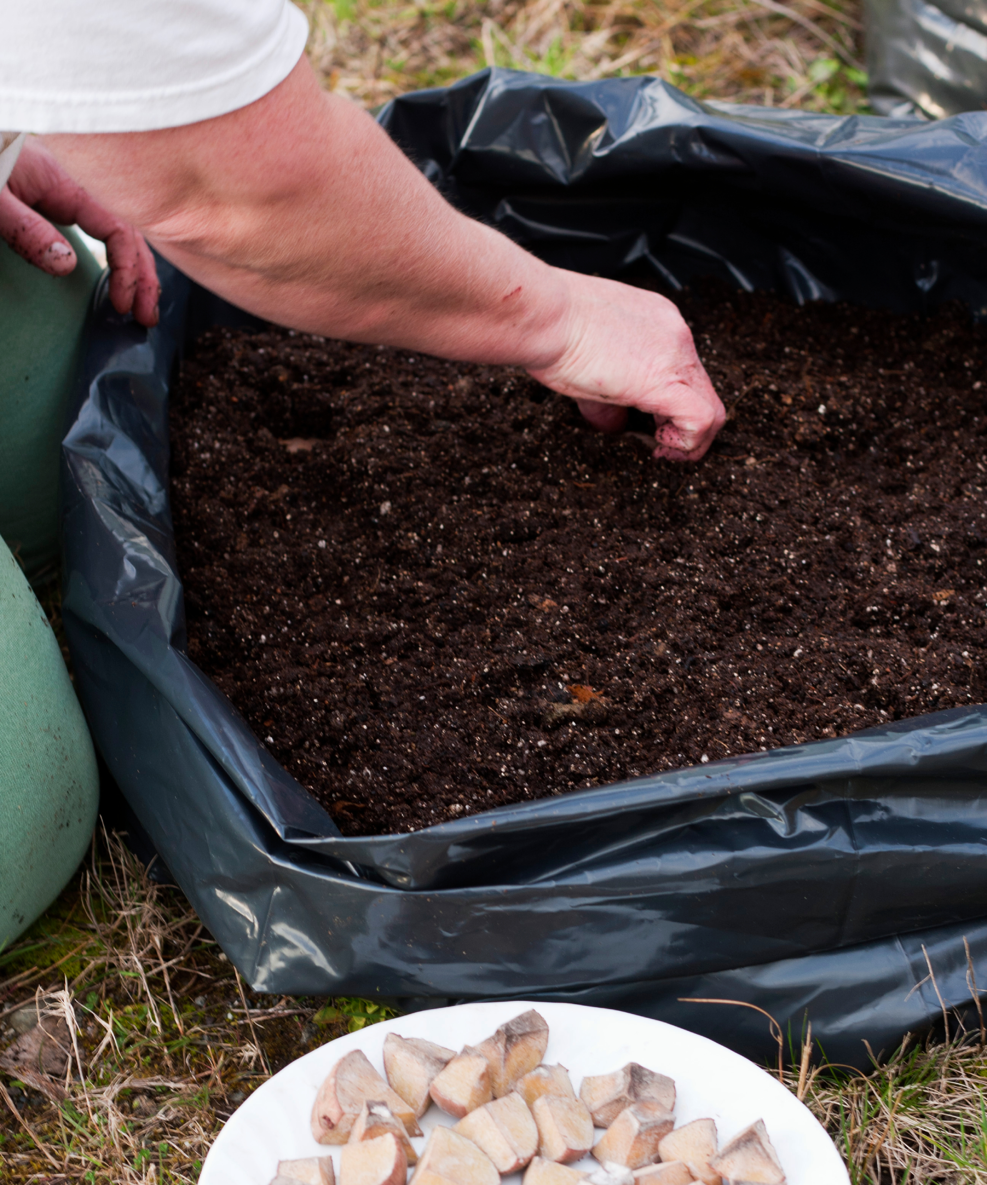 woman planting potatoes in grow bag