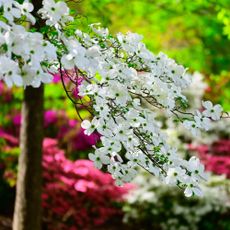 flowering dogwood tree