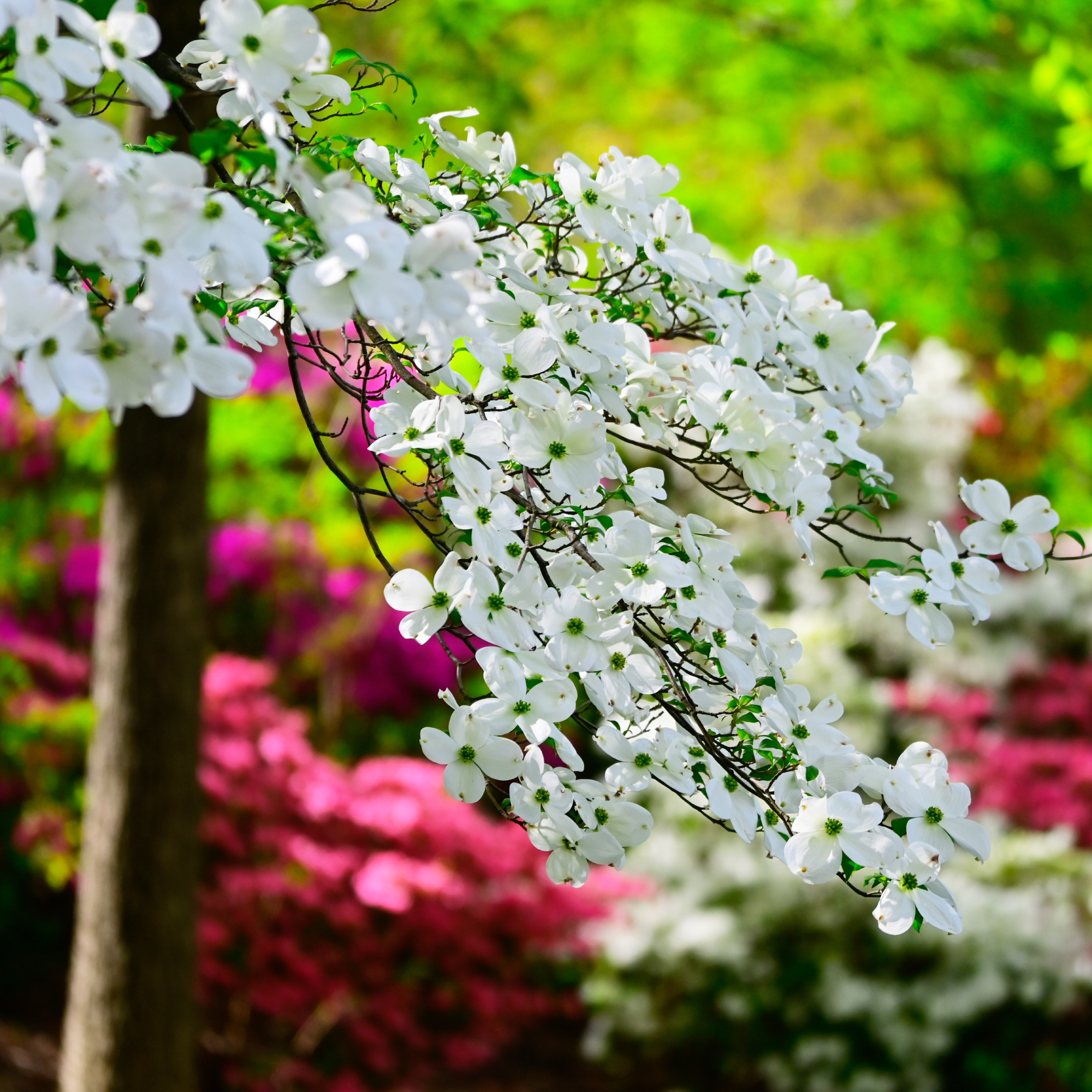 flowering dogwood tree