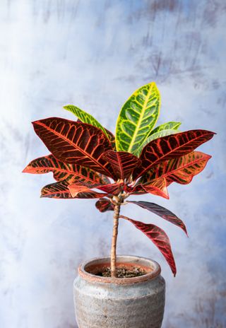 Croton house plant with colorful leaves