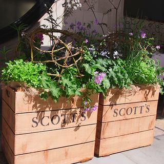 wooden box with purple flower plants and white wall
