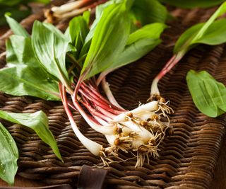 ramps freshly harvested in basket