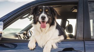 Dog leaning out window of car