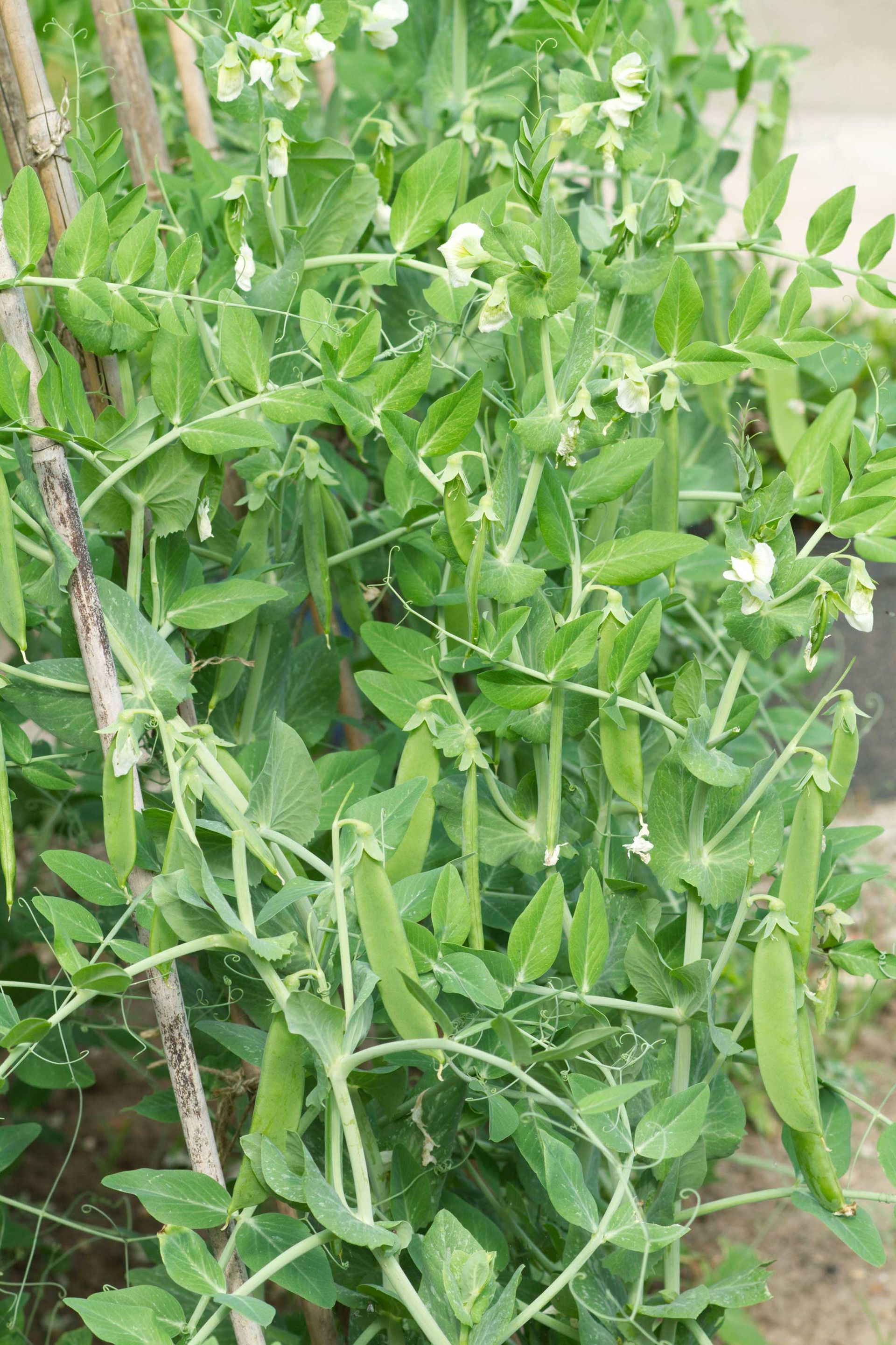 Vegetables to plant in July: 10 crops to sow and grow this month 8 terrain peas growing