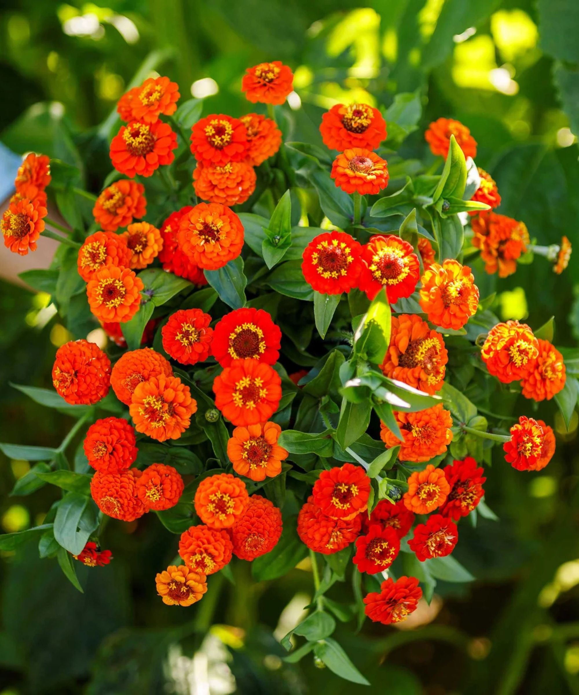 Red zinnia flowers