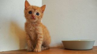 When can kittens eat dry food? A vet's guide to weaning kittens