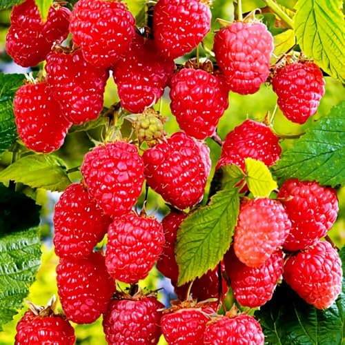 Amazon.com : 200+ Seed Raspberry Fruit Seeds for Planting Outdoor-Non-Gmo Heirloom Sweet Rare Red Raspberry Fruit Plant in Your Home Garden : Patio, Lawn & Garden