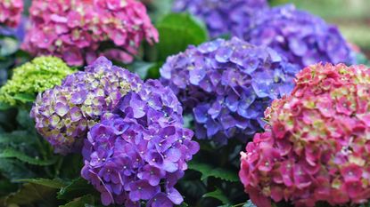 color of hydrangeas