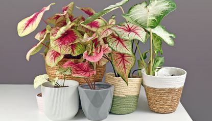 colorful Caladium plants