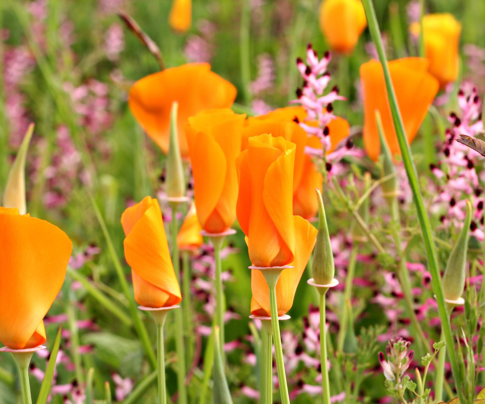 orange Californian poppies growing in garden