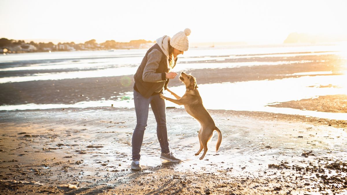 Dog jumping up on owner at beach