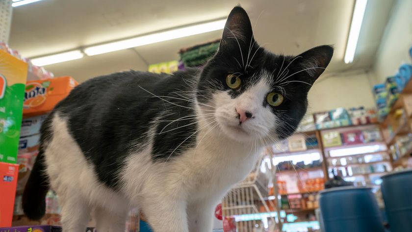 Bodega cat in convenience store