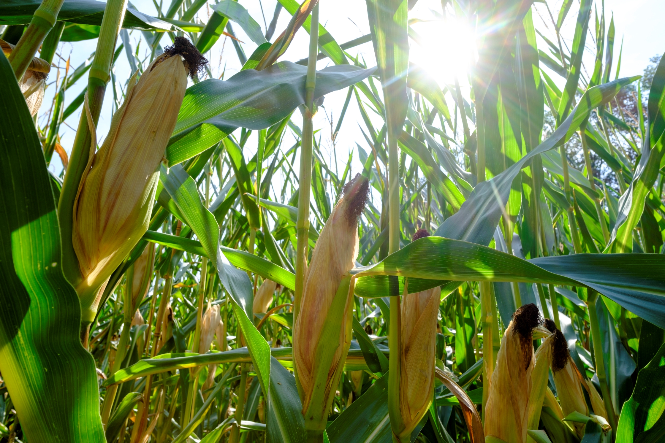 Corn Field During Heat Wave