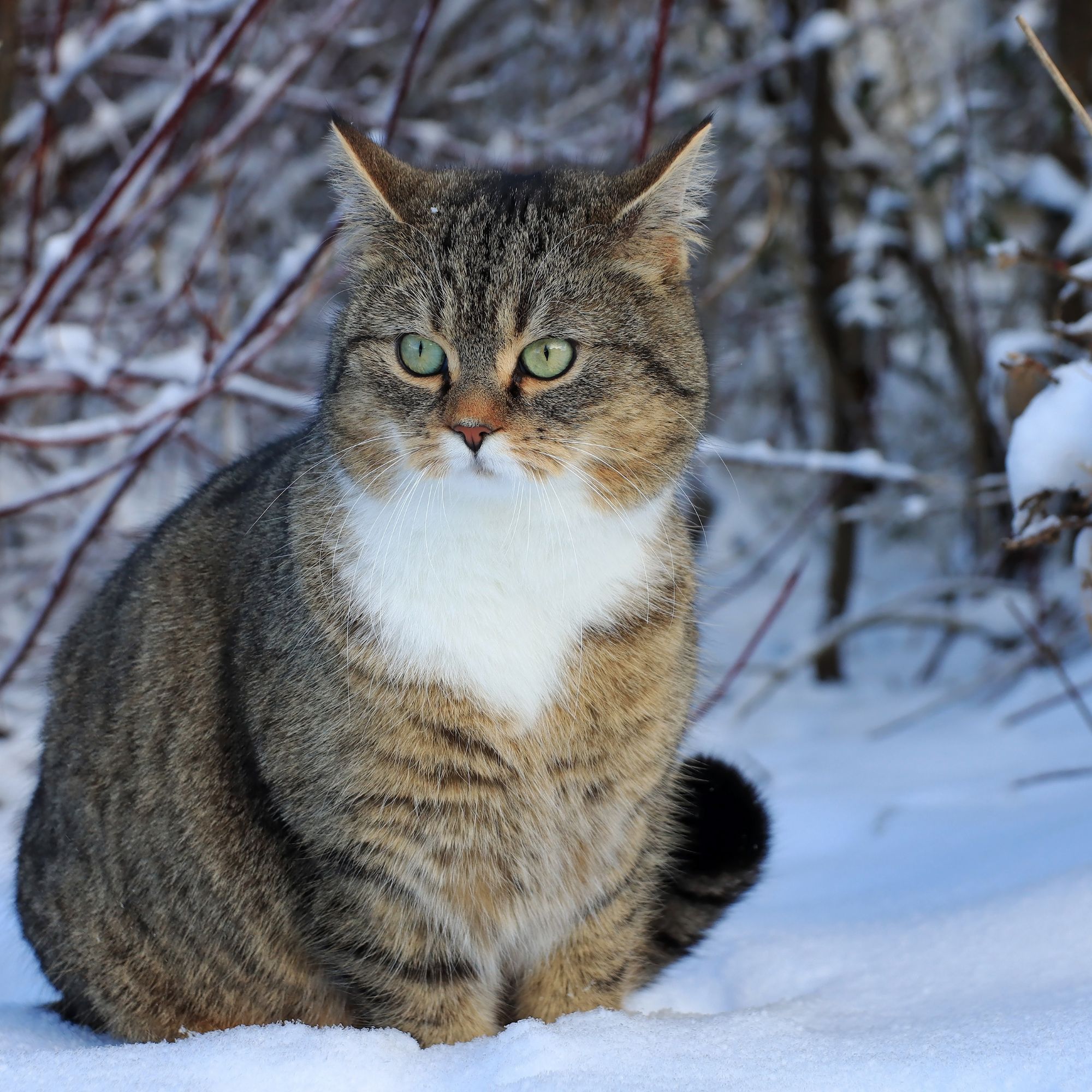 winter shrubs with cat in snow