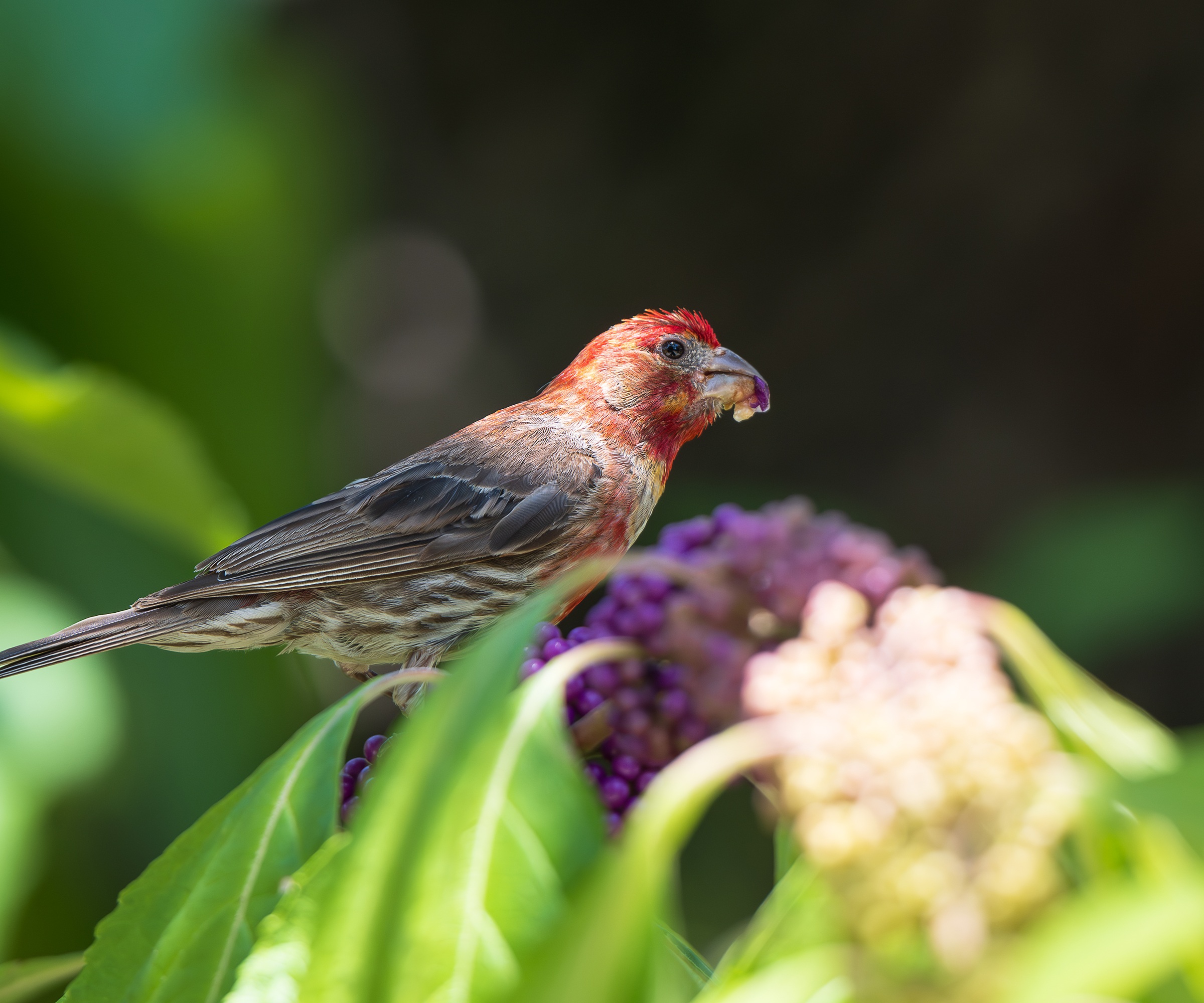 Finch feeding on callicarpa or Beautyberry