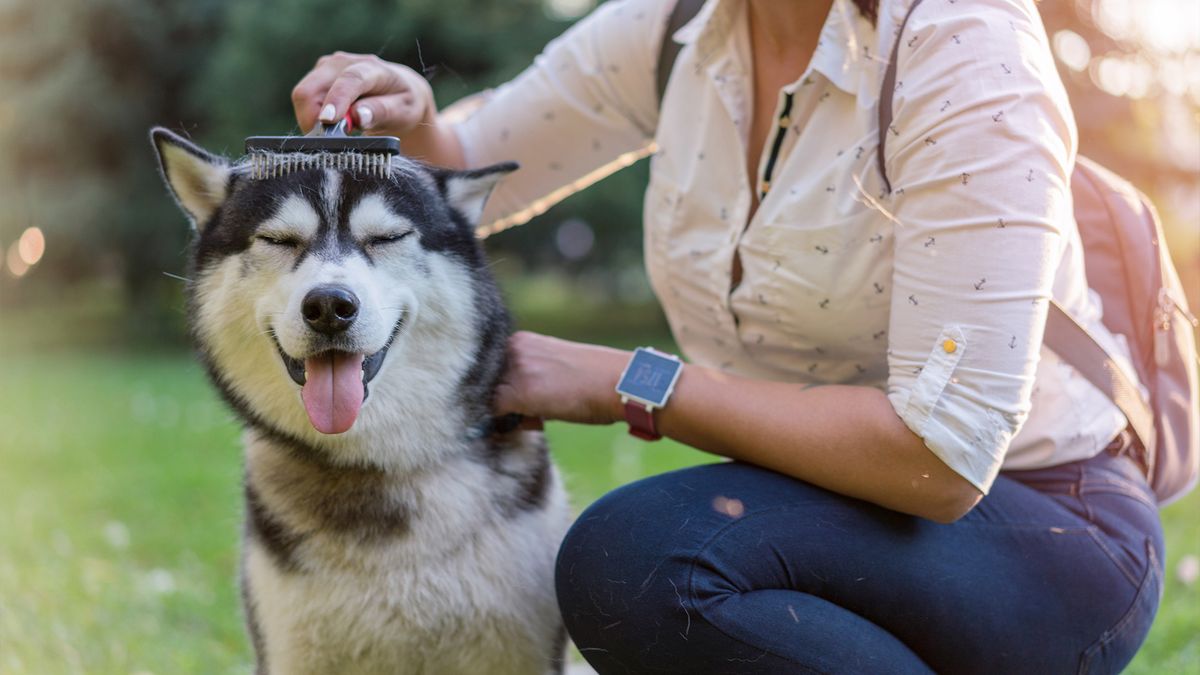 Husky dog being groomed by owner with one of the best dog brushes