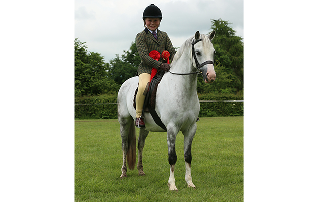 HOYS MINI M&amp;amp;M CHAMPIONSHIP CHAMPION. 110 Stockham Jeremy fisher&amp;#8232;R Matthew Procter