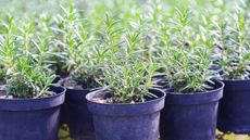 rosemary in pots