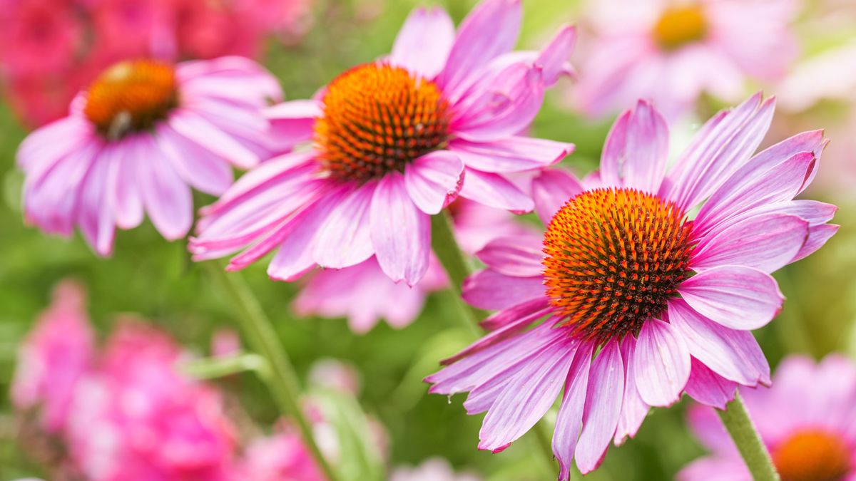 These are My 5 All-Star Container Plant Pairings to Start in May – These Dynamic Duos Thrive on Neglect and Give You Effortless Color Right Through to September