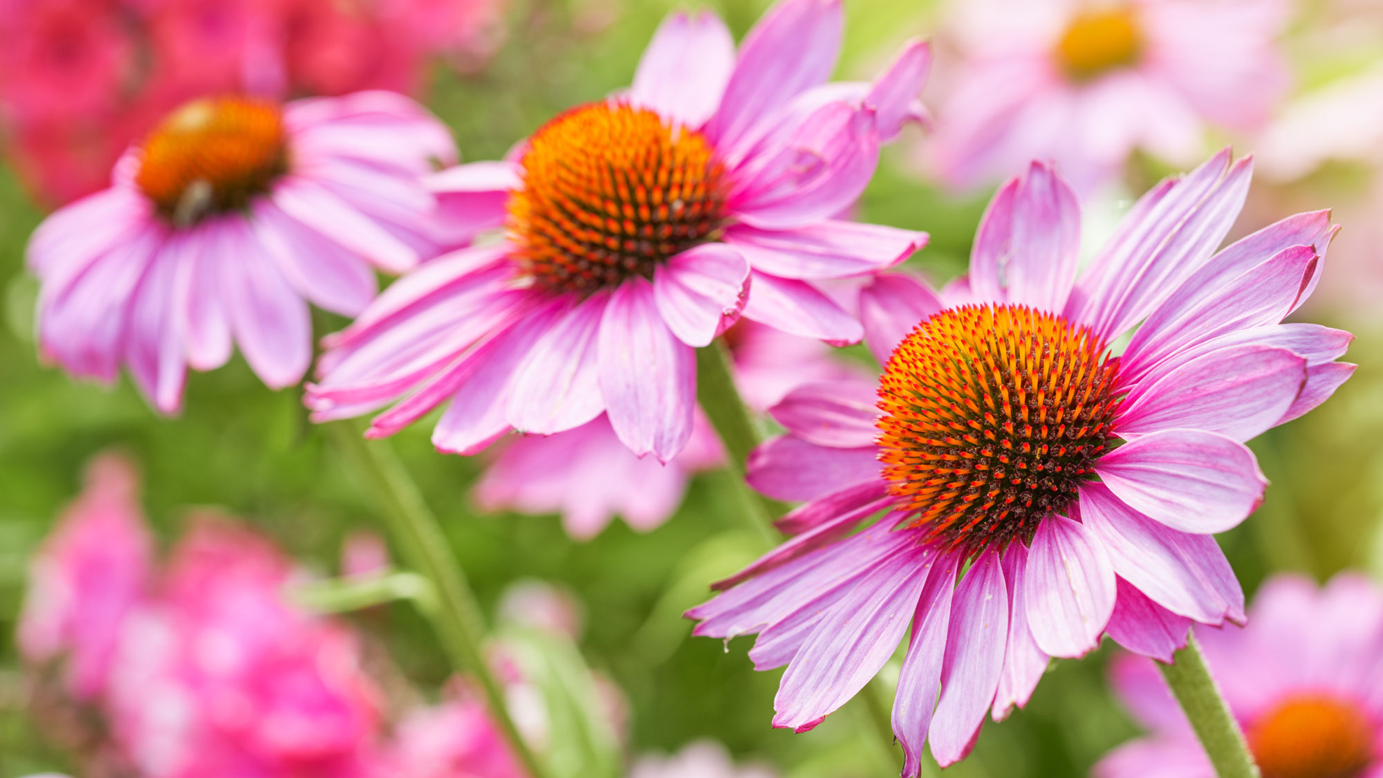 coneflower plants with orange and pastel pink flowers