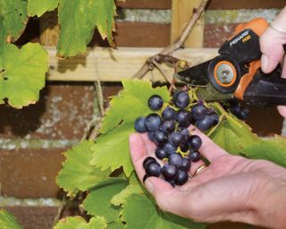 pruning a grape vine