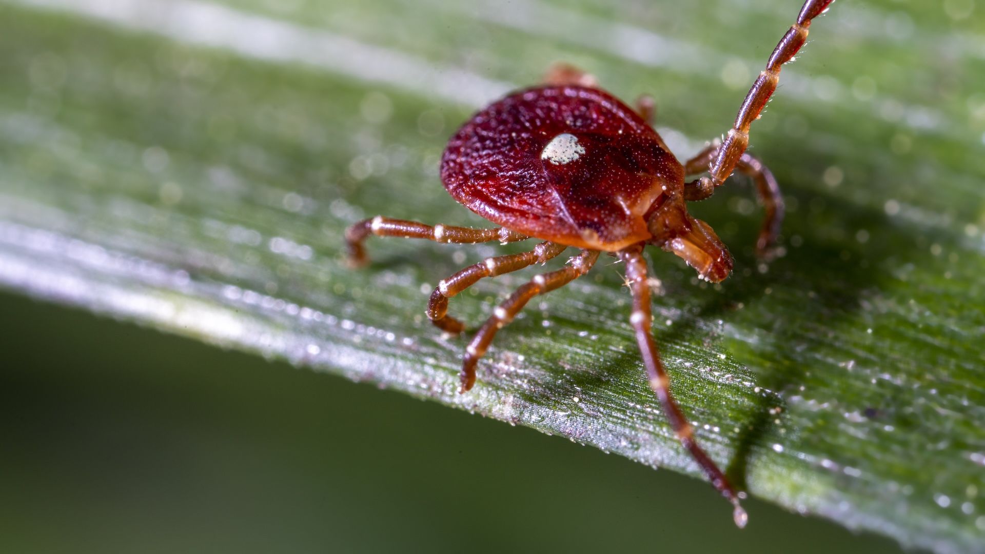 New Jersey man dies from meat allergy triggered by tick bite
