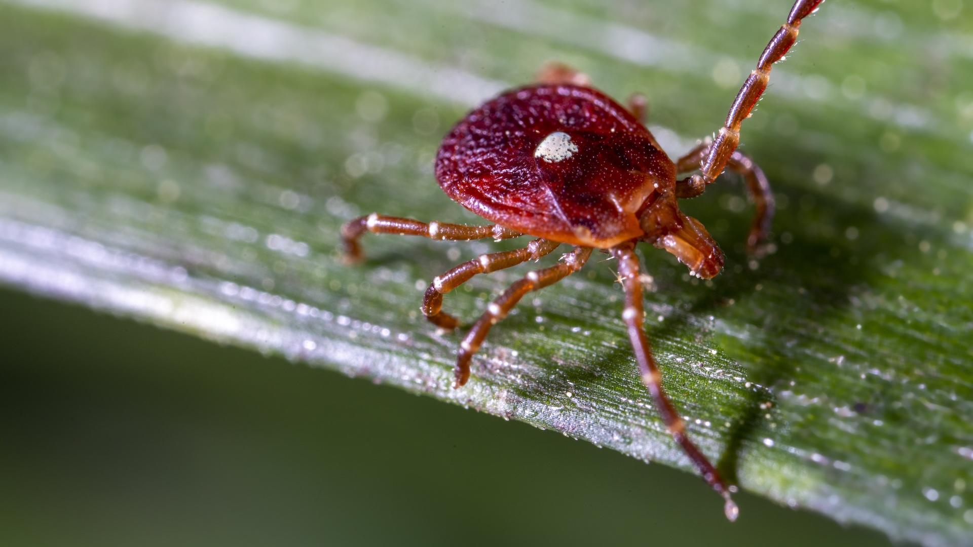 a close-up of a lone star tick on a leaf
