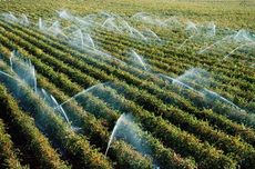 Vineyards in Mildura, Australia, are sprayed with water.
