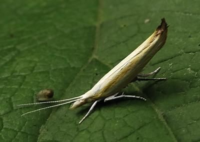 The new moth species, Ypsolopha blandella, at rest. 