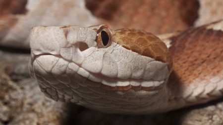 A close-up picture of a copperhead snake's head and left eye.