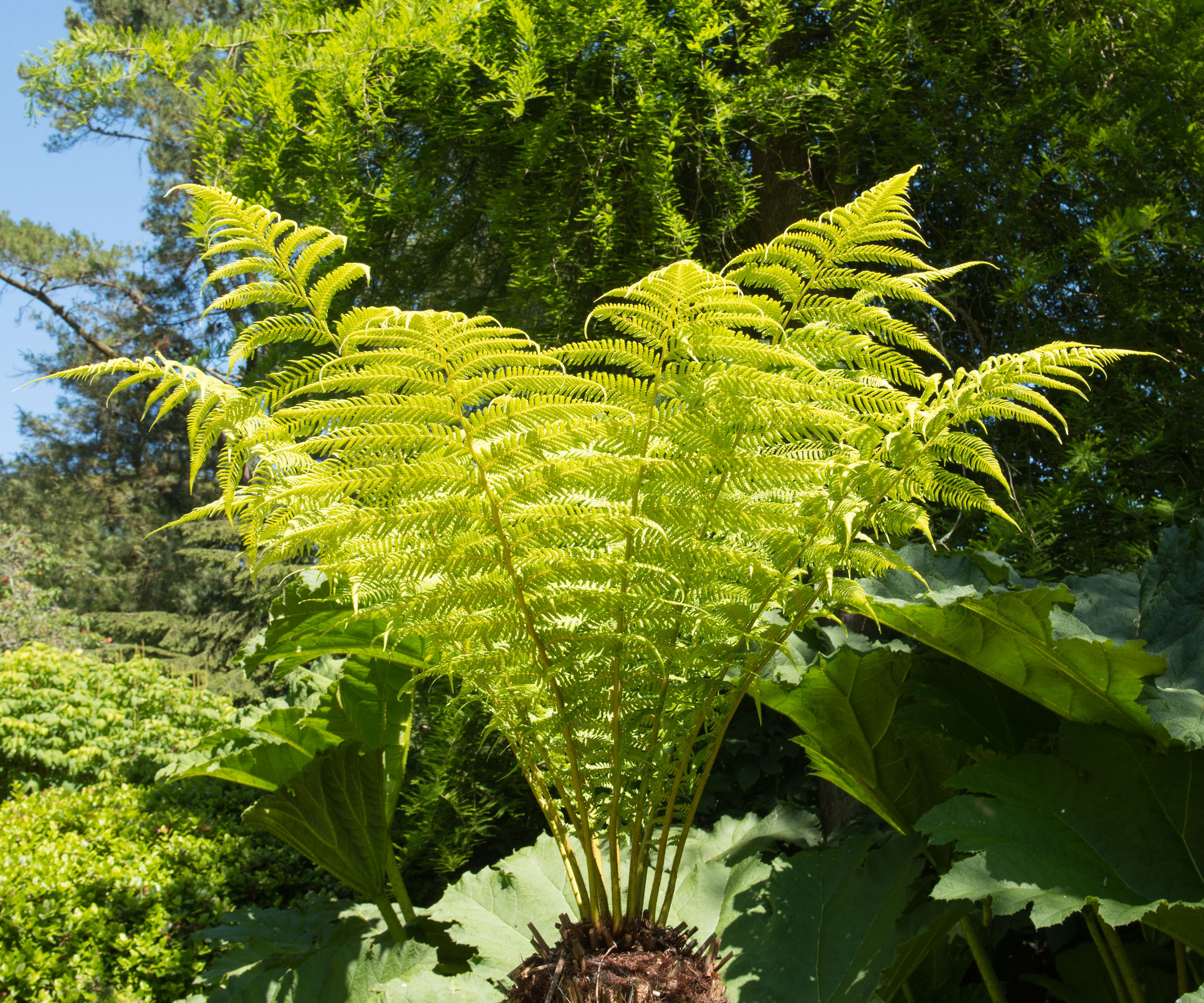 tree fern in garden with bright green fronds