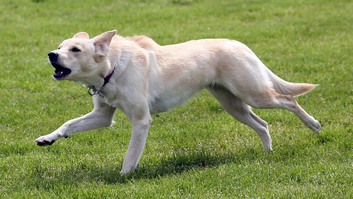 Dog with hackles raised