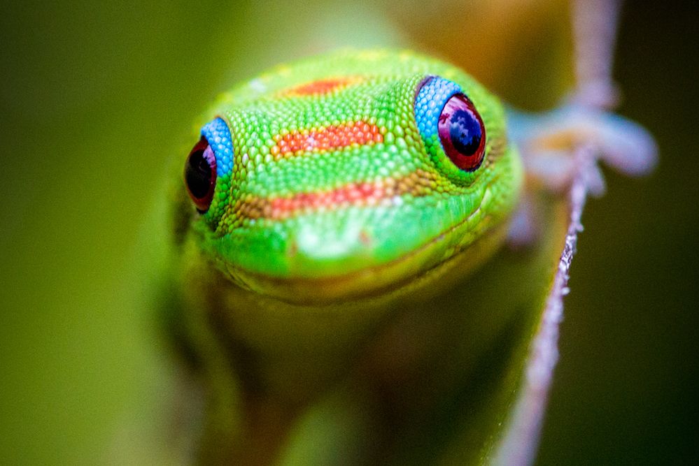 Tiny Hawaiian Gecko Accidentally Calls 'a Bazillion' People from ...