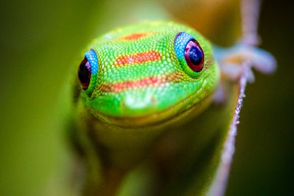 gecko
