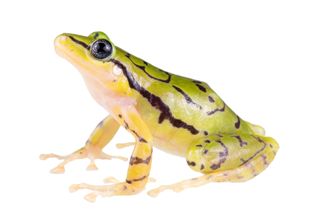 ecuadorean-rainfrog-species