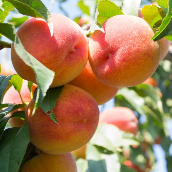 Golden Jubilee Peach Tree - #3 Container 4-5 Feet