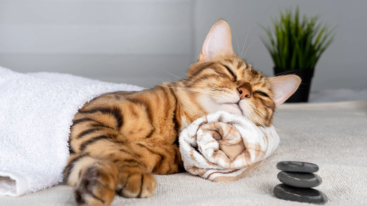 Bengal cat lying down on a rolled up towel with a towel placed over them. A pile of stones is in front of him and a plant is behind him