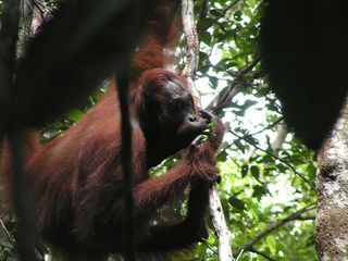 orangutans makign leaf wistle