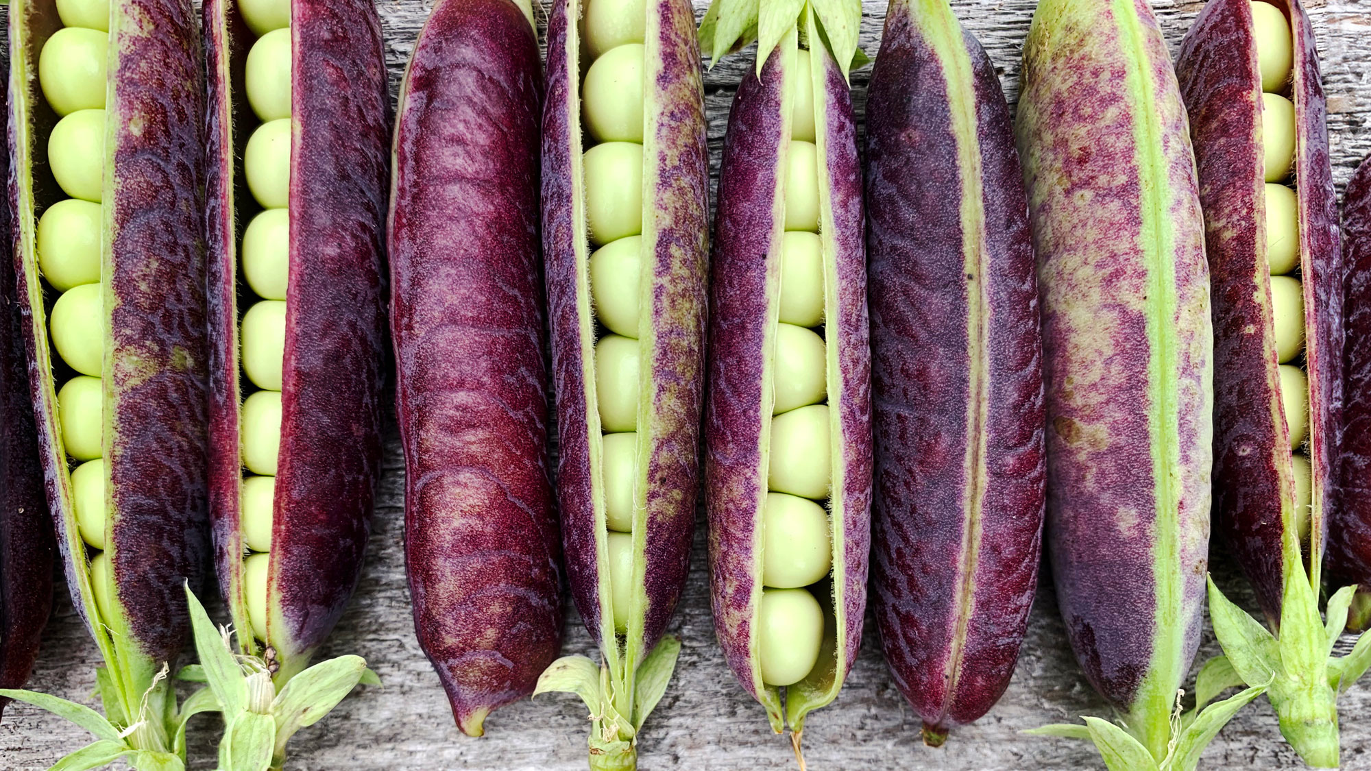 purple podded peas open and closed on wooden table