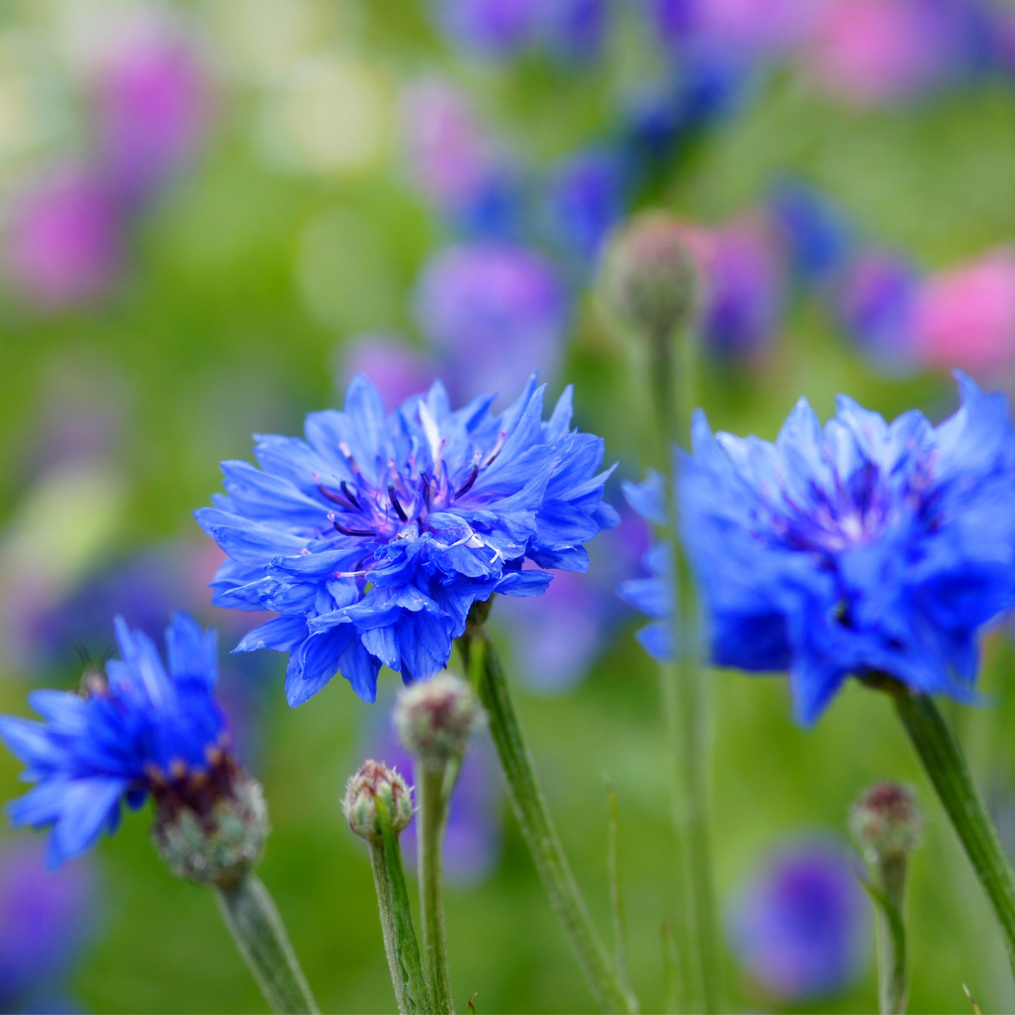 Cornflowers